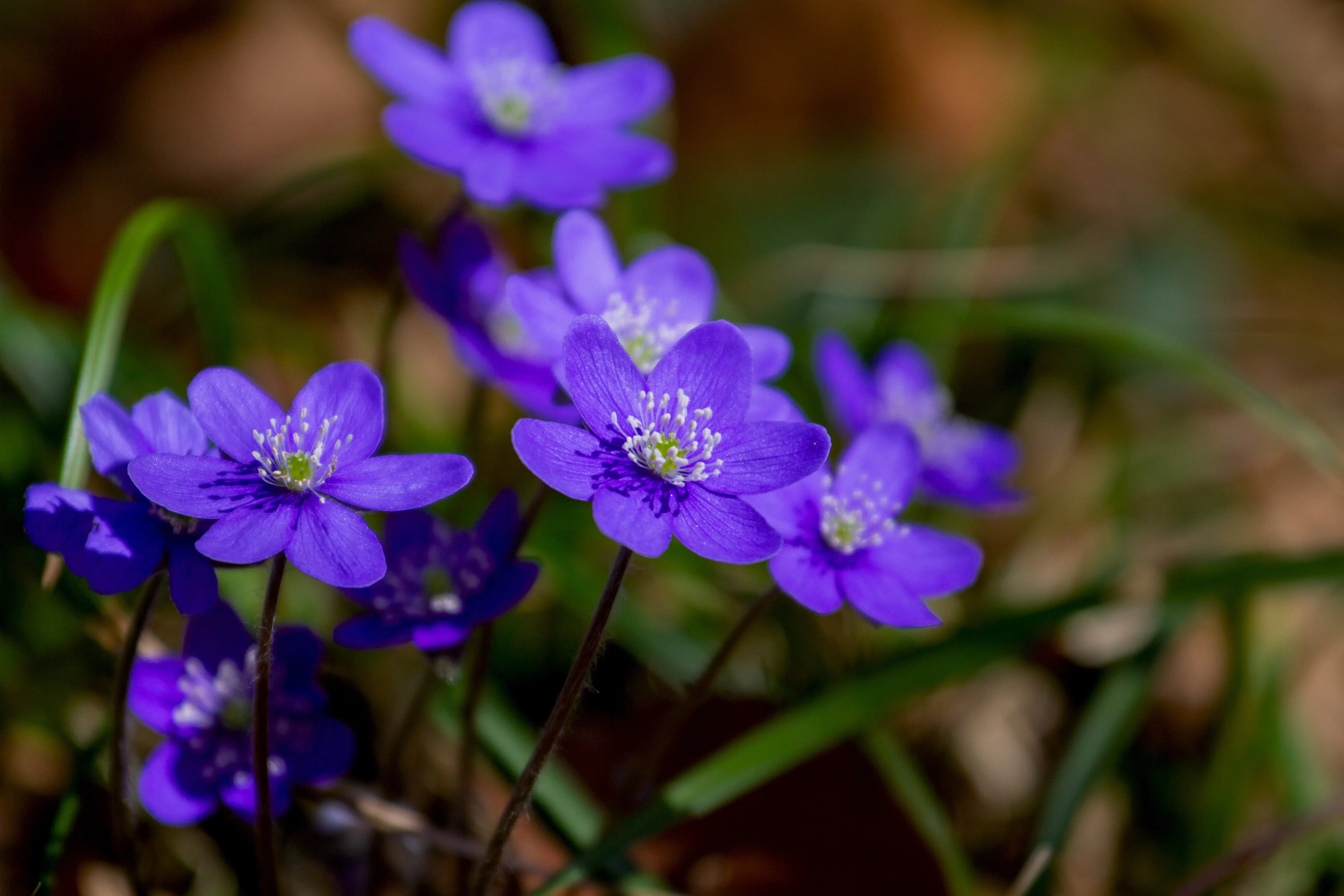 Leberblume