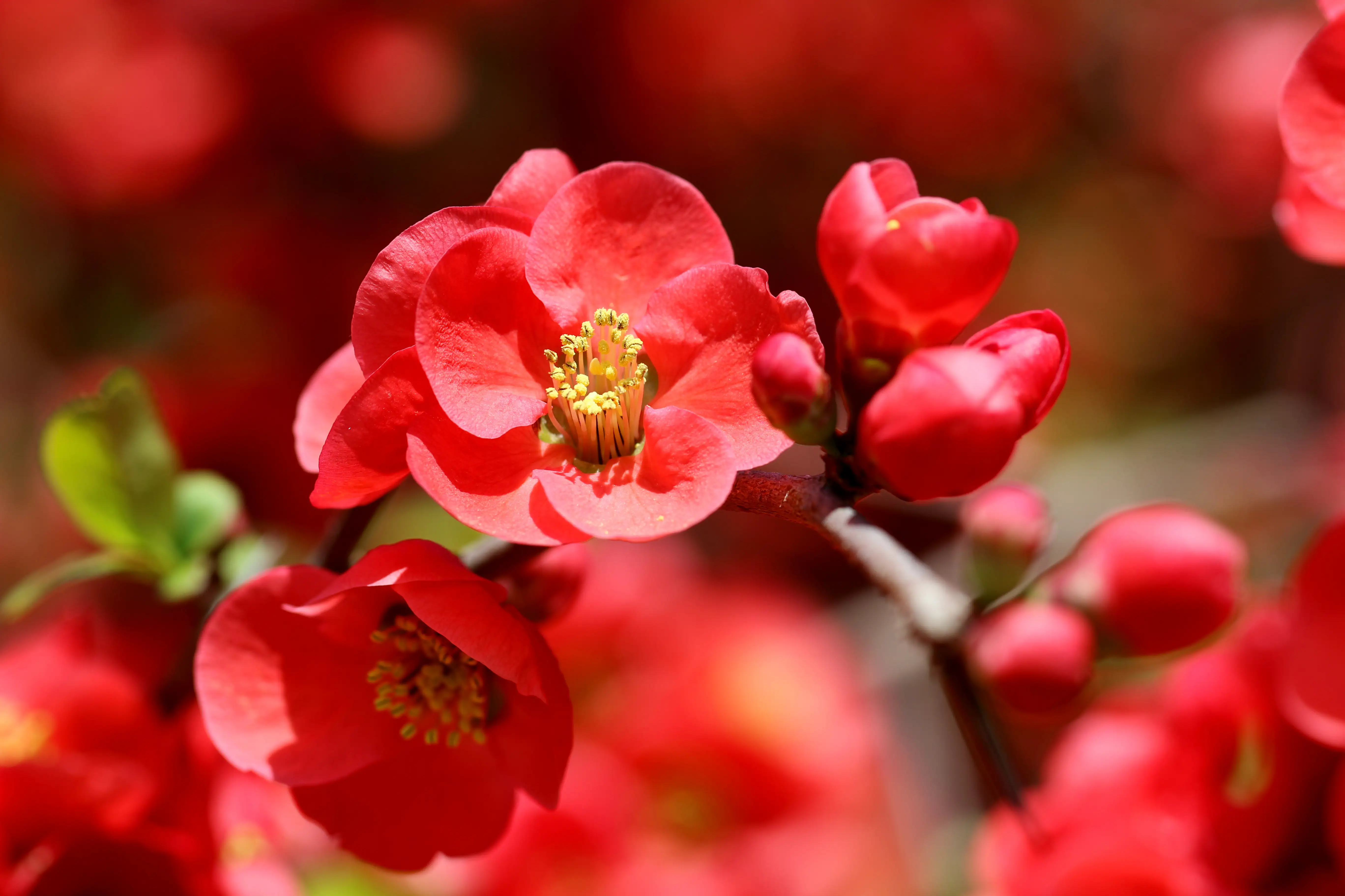 Blüte einer Quitte