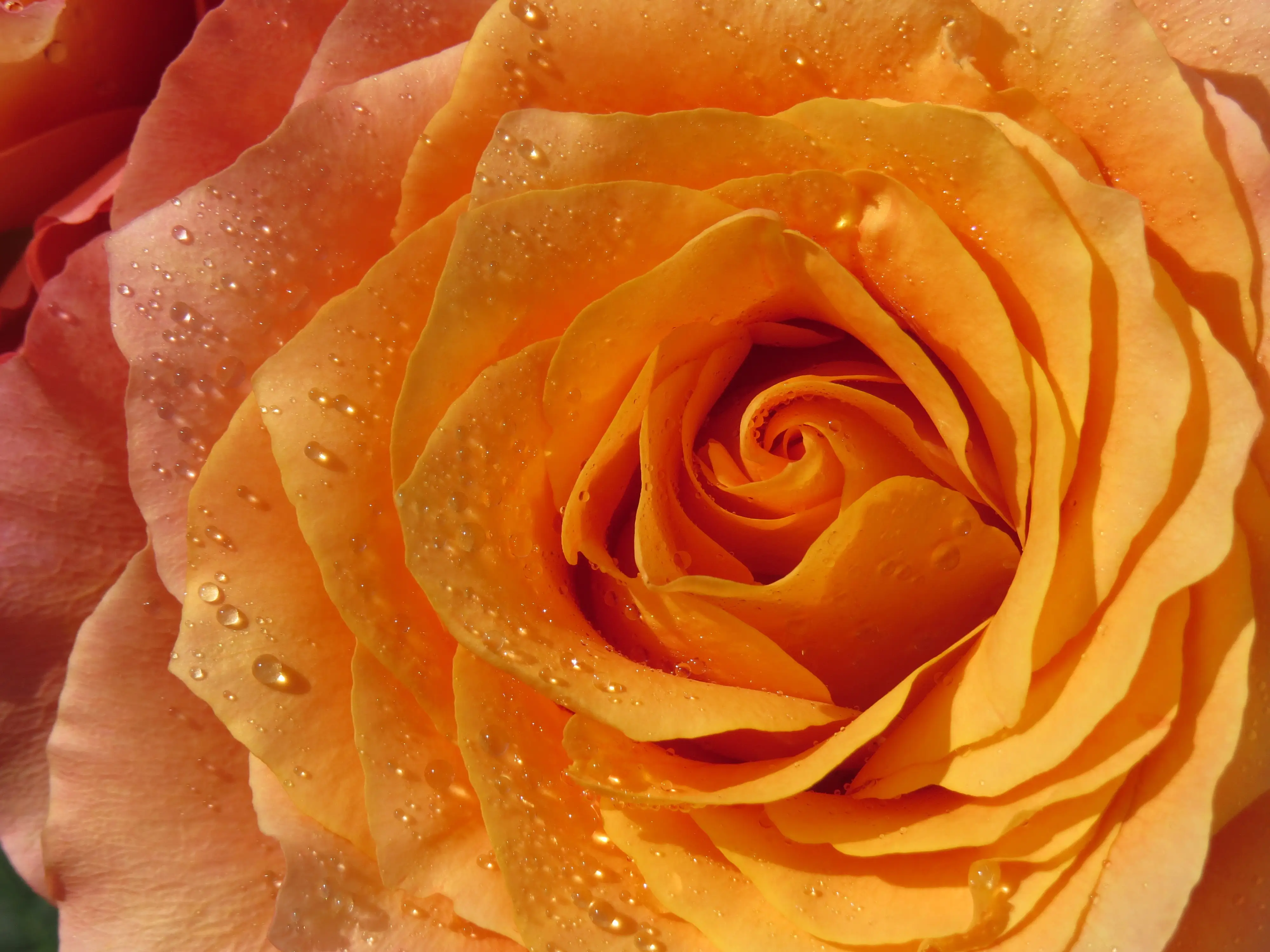 Orangefarbene Rose