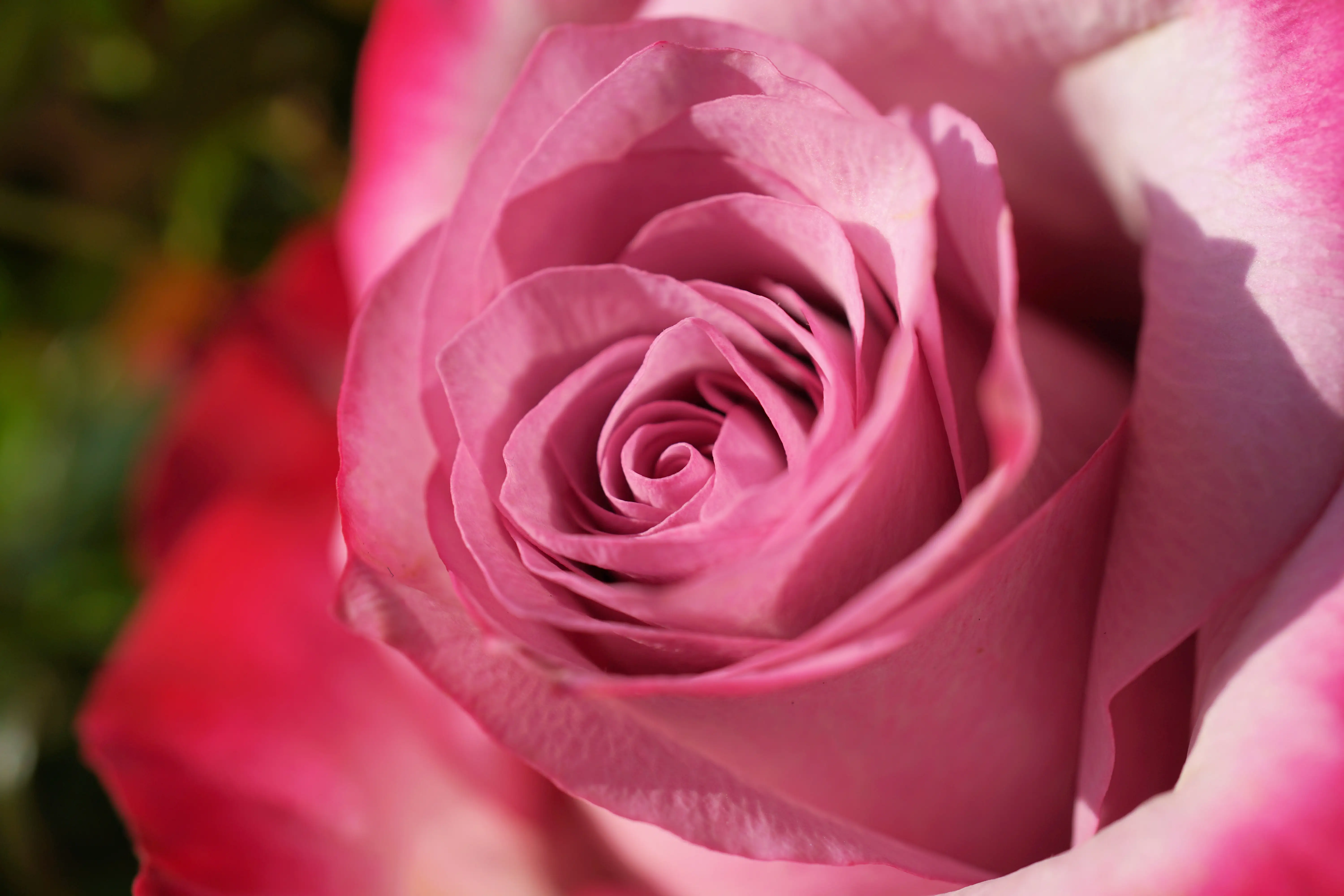 Rosafarbene Rose