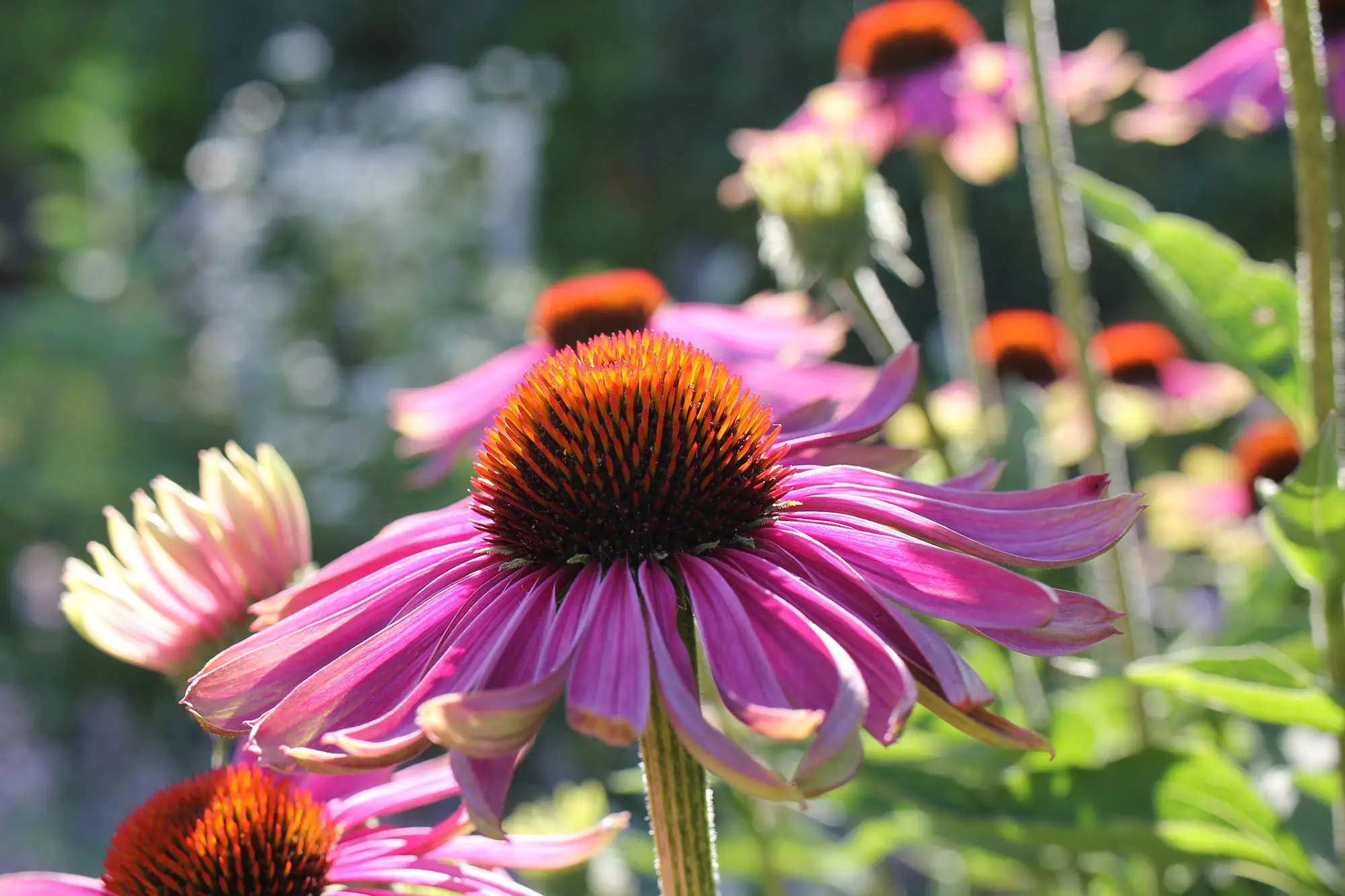 Echinacea purpurea – Purpursonnenhut
