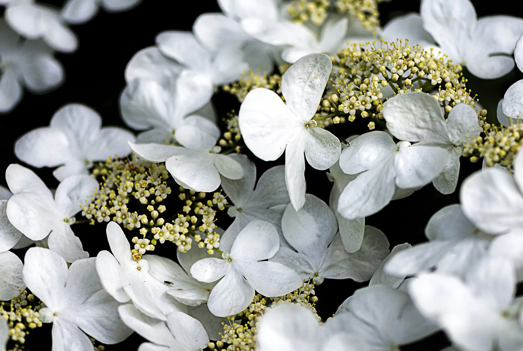 Farben, Stimmungen, Blüten: Hydrangea, Hortensie