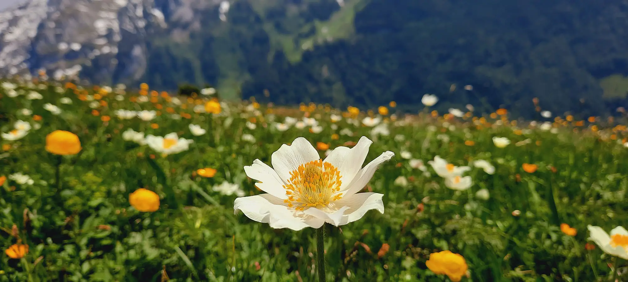 Blumen