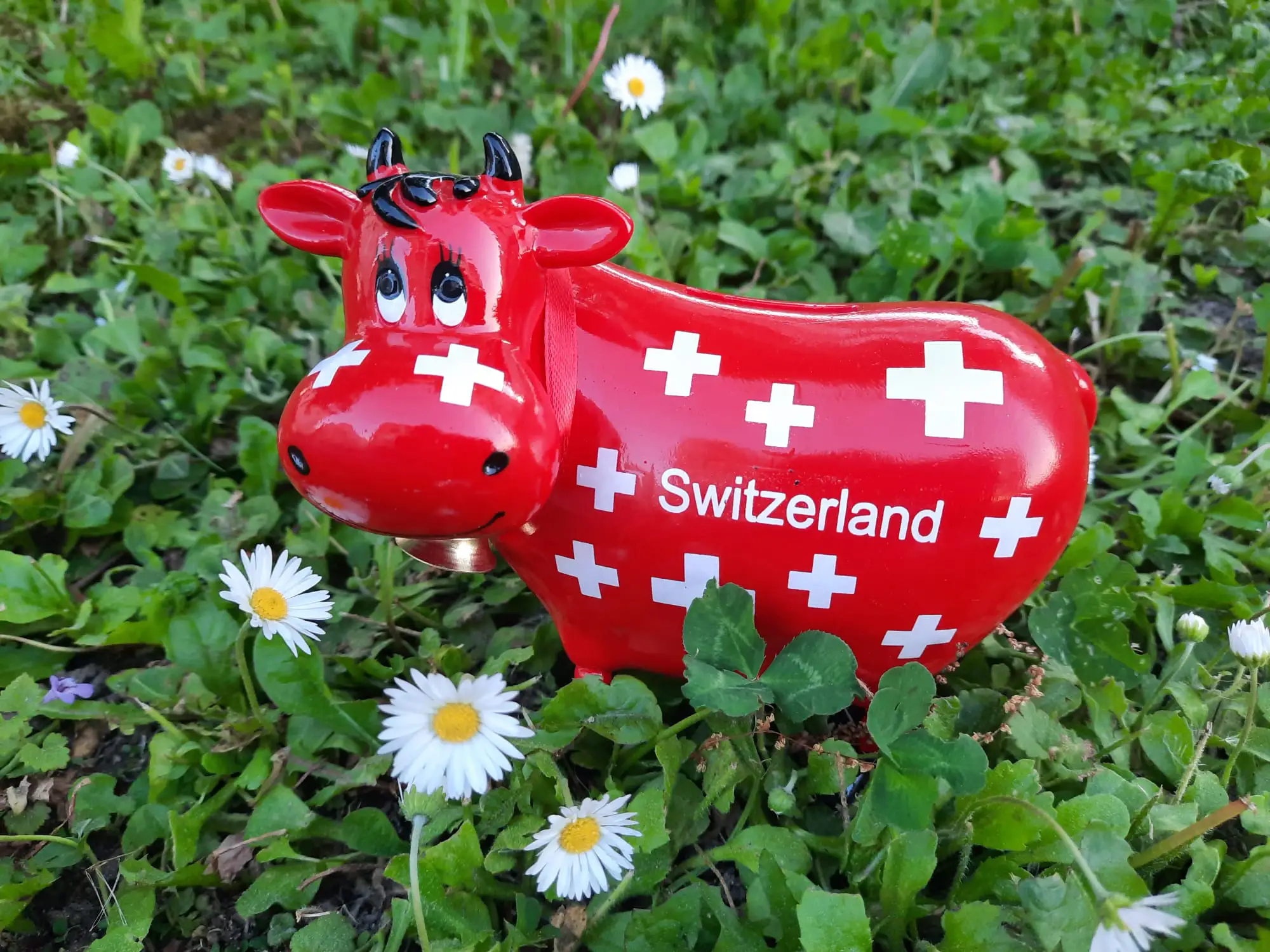 Schweizer Sparkuh im Grünen